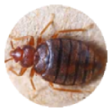 Bed Bug