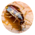 Cockroach