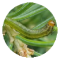 Yellowheaded Sawfly