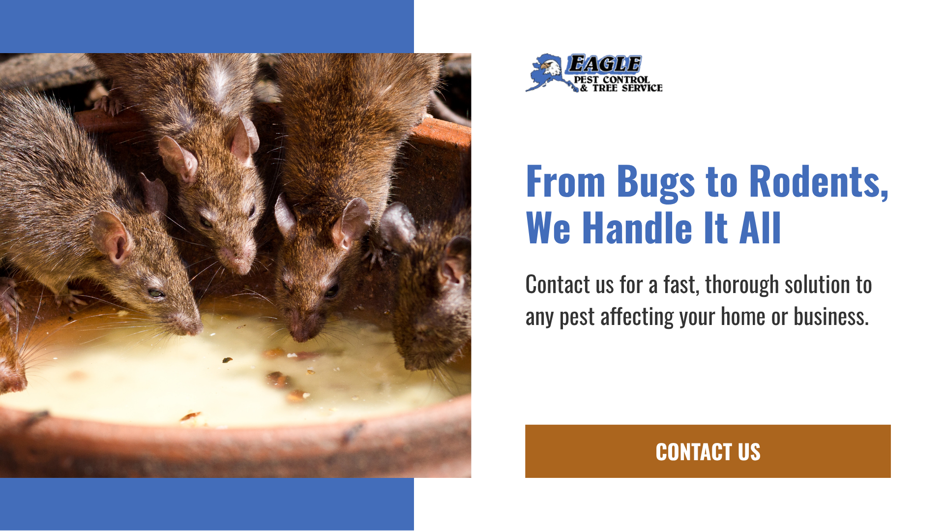 Contact Eagle Pest Control For a Fast & Thorough Mice Extermination Solution