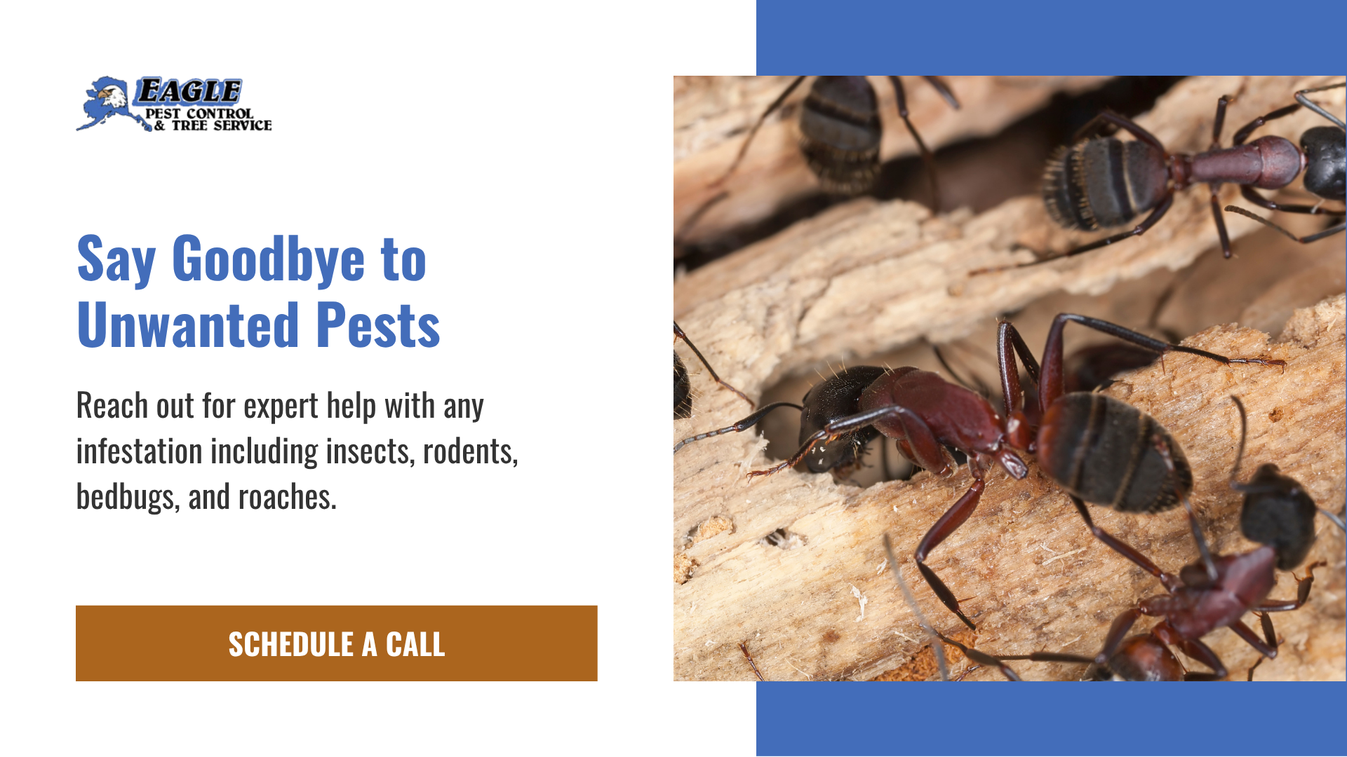 Contact Eagle Pest Control to get rid of Insects, Rodents, Bedbugs and Roaches