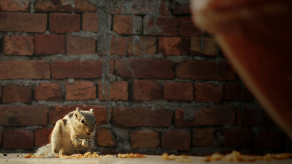 How To Keep Mice Out Of Your Home