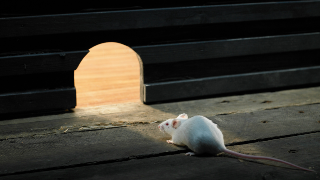 Learning How To Get Rid Of Mice