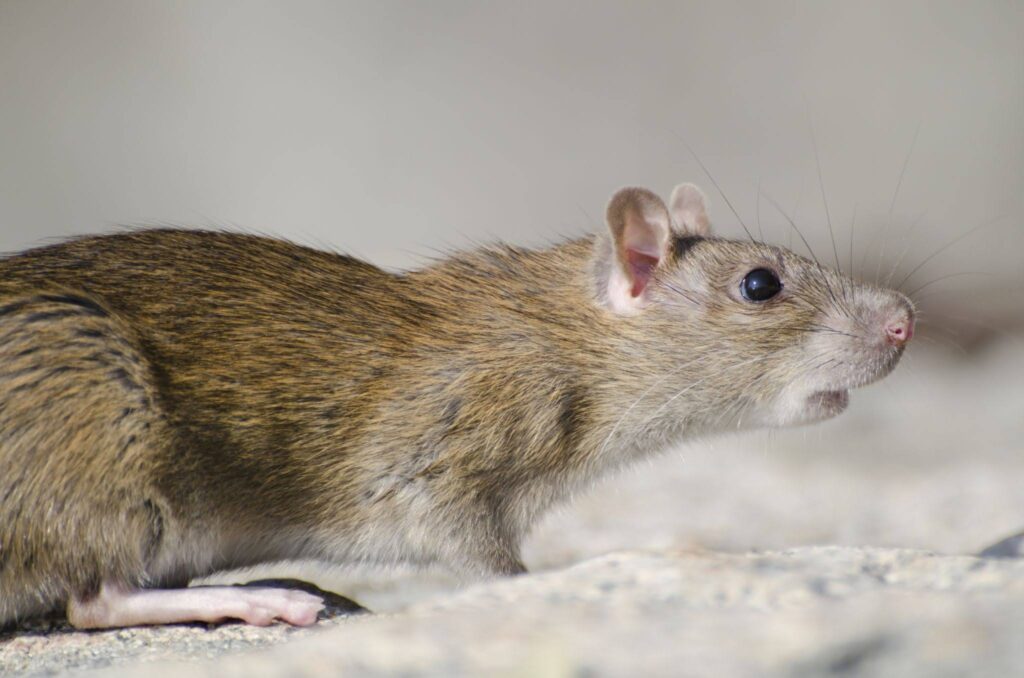 Mouse vs Rat