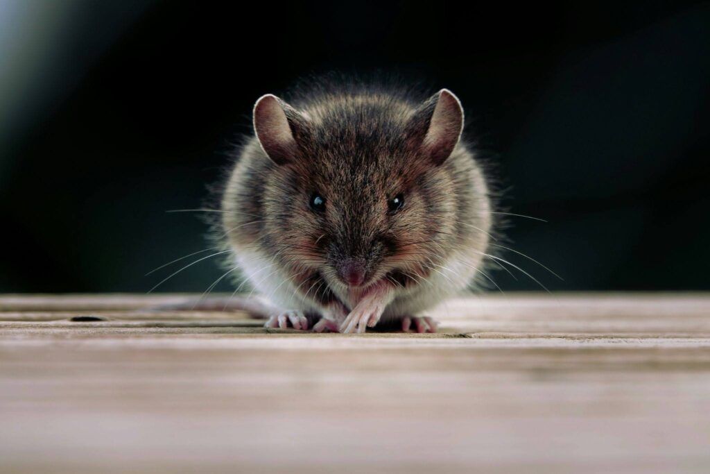 Shrew vs. Mouse