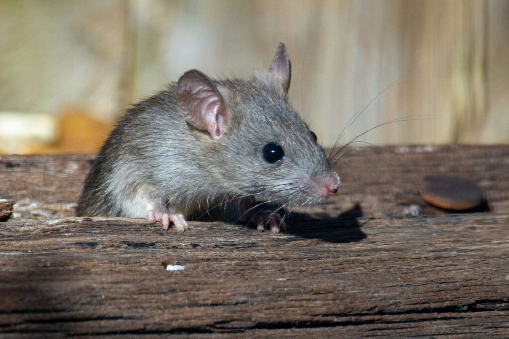 Mice Infestation